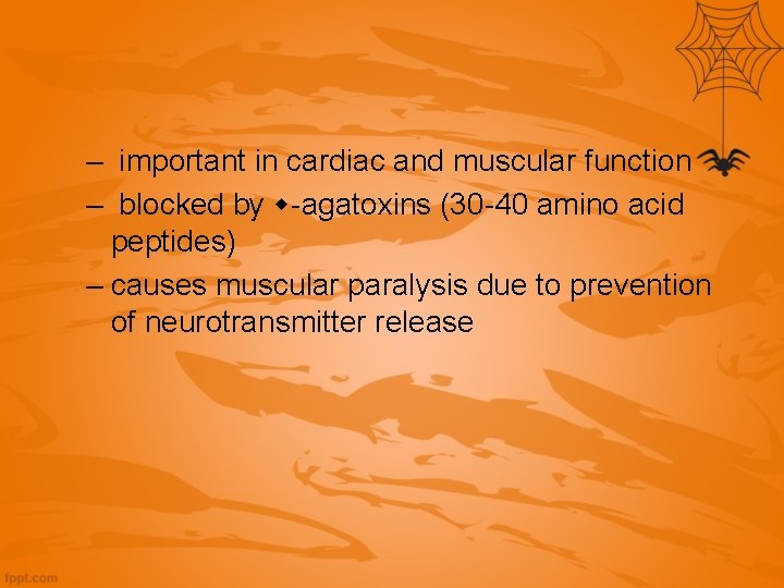 – important in cardiac and muscular function – blocked by -agatoxins (30 -40 amino