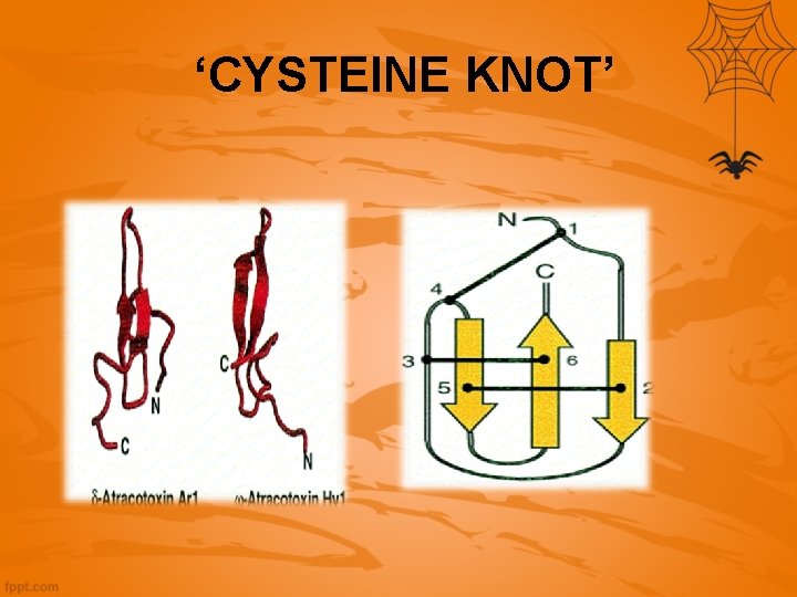  ‘CYSTEINE KNOT’ 