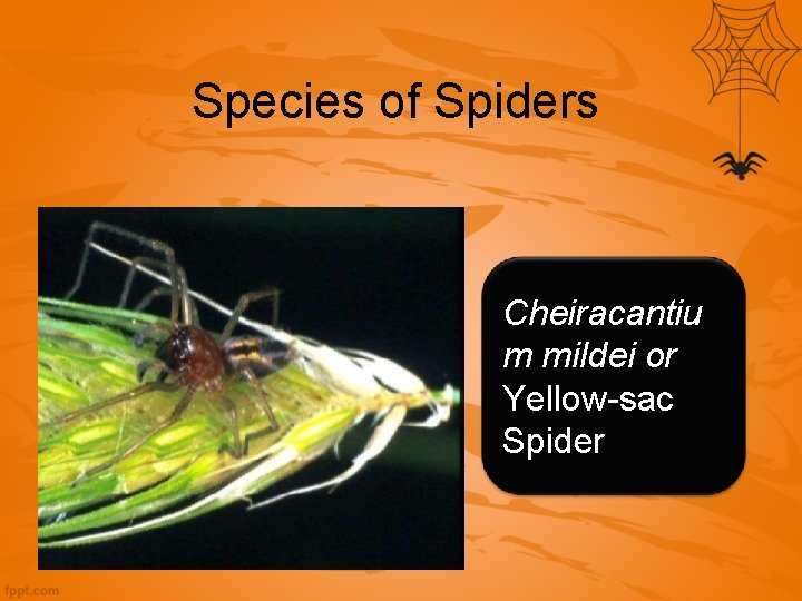 Species of Spiders Cheiracantiu m mildei or Yellow-sac Spider 