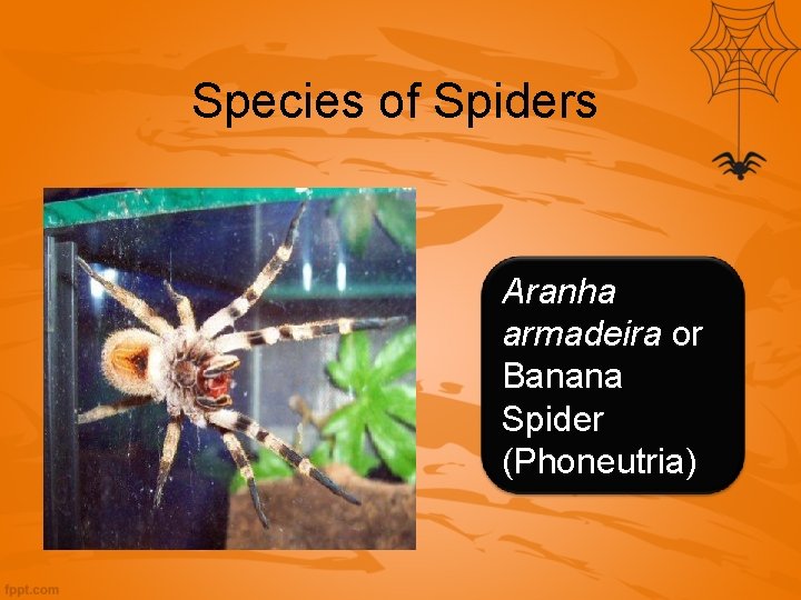 Species of Spiders Aranha armadeira or Banana Spider (Phoneutria) Species of Spiders Aranha armadeira or Banana Spider (Phoneutria)