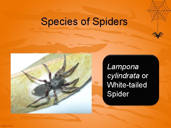 Species of Spiders Lampona cylindrata or White-tailed Spider 