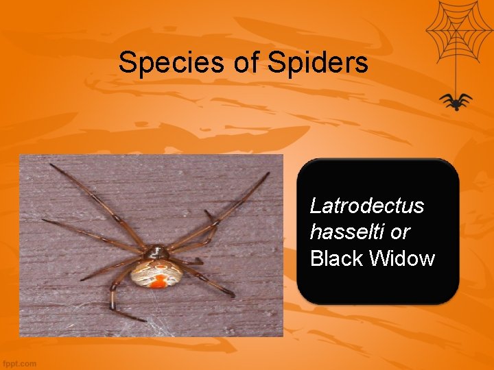 Species of Spiders Latrodectus hasselti or Black Widow 