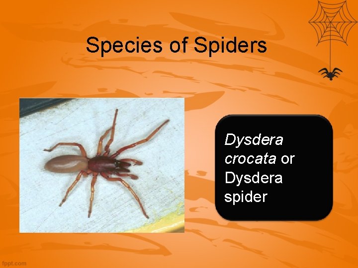 Species of Spiders Dysdera crocata or Dysdera spider 