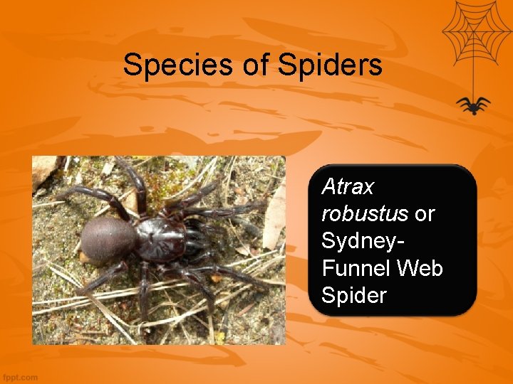 Species of Spiders Atrax robustus or Sydney. Funnel Web Spider 