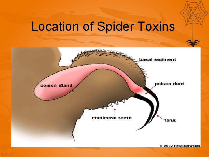 Location of Spider Toxins 