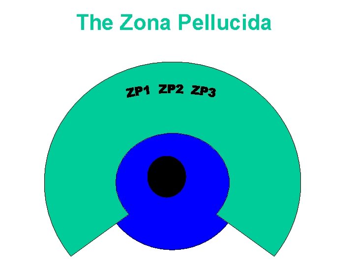The Zona Pellucida 
