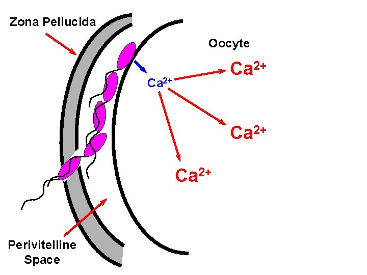 Zona Pellucida Oocyte Ca 2+ Perivitelline Space 