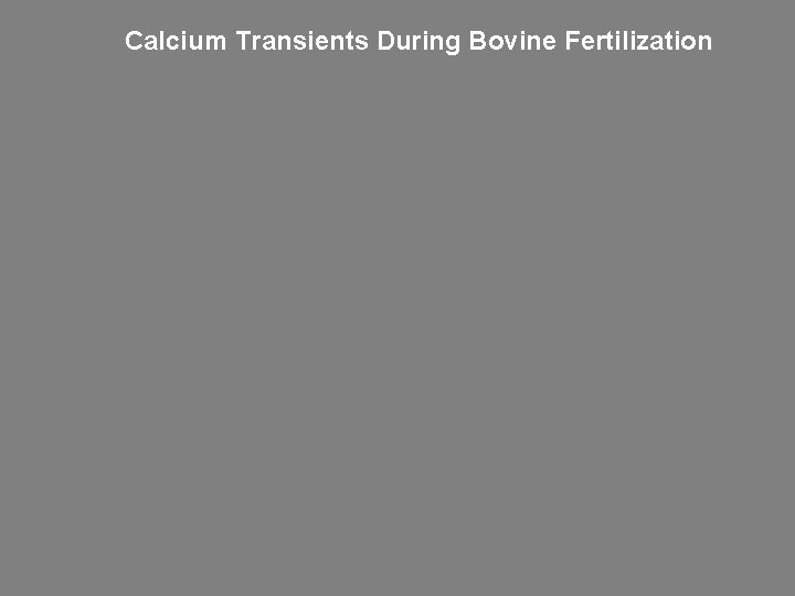 Calcium Transients During Bovine Fertilization 