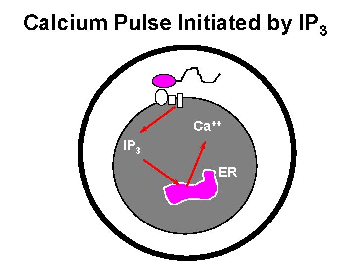 Calcium Pulse Initiated by IP 3 Ca++ IP 3 ER 