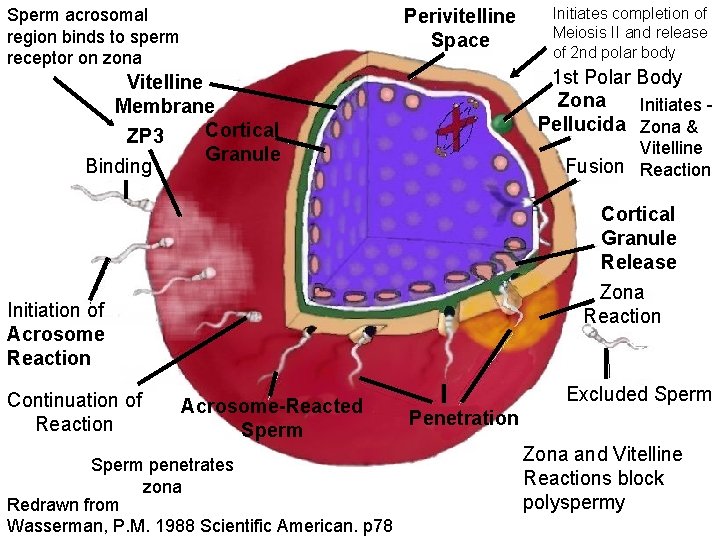 Sperm acrosomal region binds to sperm receptor on zona Perivitelline Space 1 st Polar