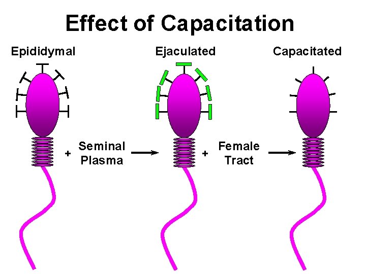 Effect of Capacitation Epididymal Seminal + Plasma Ejaculated Female + Tract Capacitated 