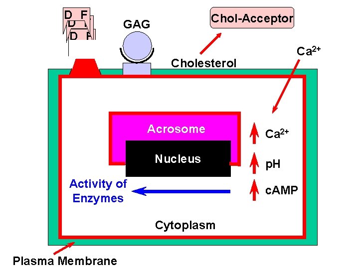 D F D F Chol-Acceptor GAG Ca 2+ Cholesterol Acrosome Nucleus Activity of Enzymes