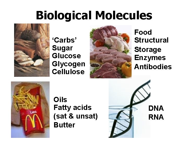 Biological Molecules ‘Carbs’ Sugar Glucose Glycogen Cellulose Oils Fatty acids (sat & unsat) Butter