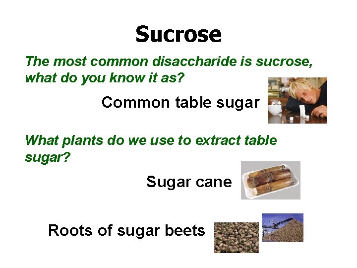 Sucrose The most common disaccharide is sucrose, what do you know it as? Common