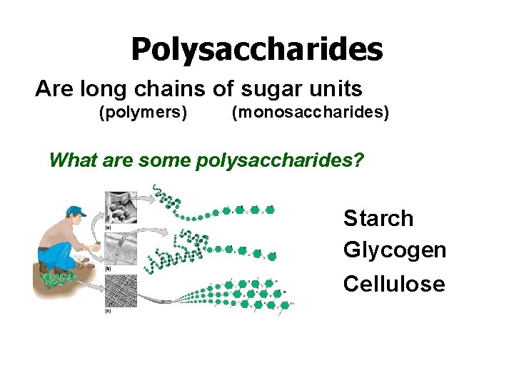 Polysaccharides Are long chains of sugar units (polymers) (monosaccharides) What are some polysaccharides? Starch