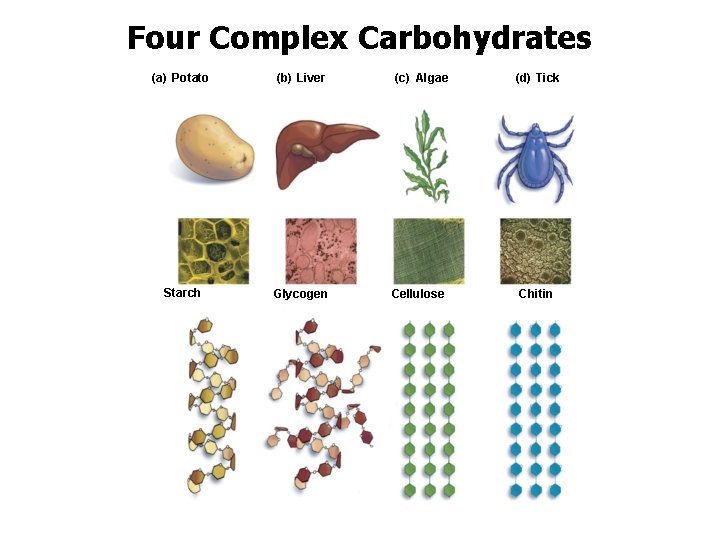 Four Complex Carbohydrates (a) Potato (b) Liver Starch Glycogen (c) Algae Cellulose (d) Tick