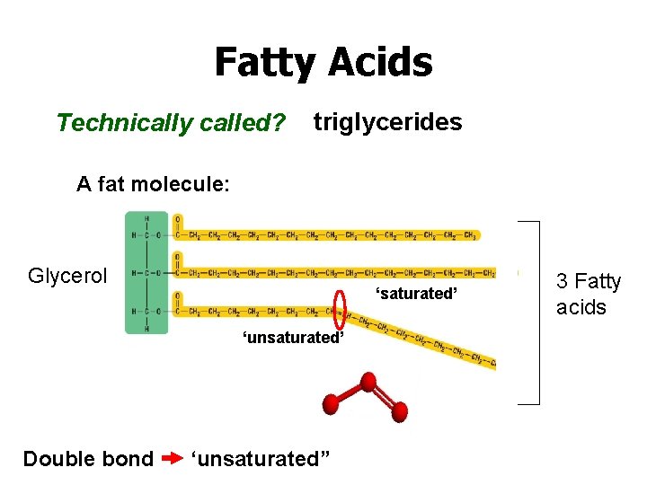 Fatty Acids Technically called? triglycerides A fat molecule: Glycerol ‘saturated’ ‘unsaturated’ Double bond ‘unsaturated”