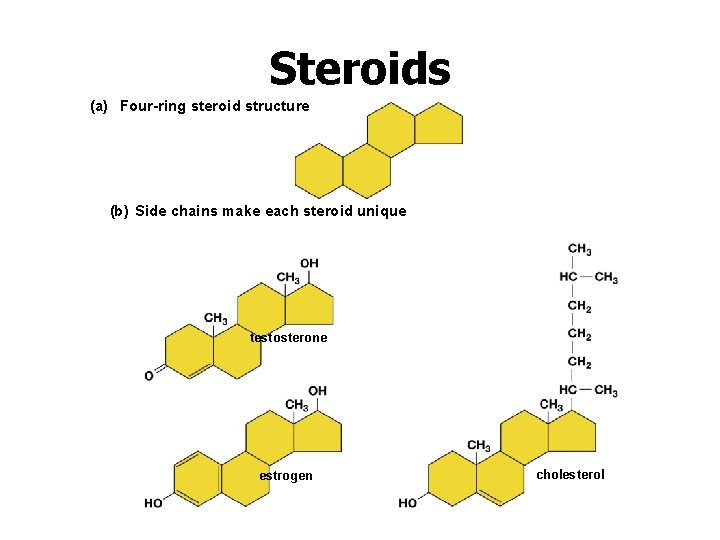 Steroids (a) Four-ring steroid structure (b) Side chains make each steroid unique testosterone estrogen