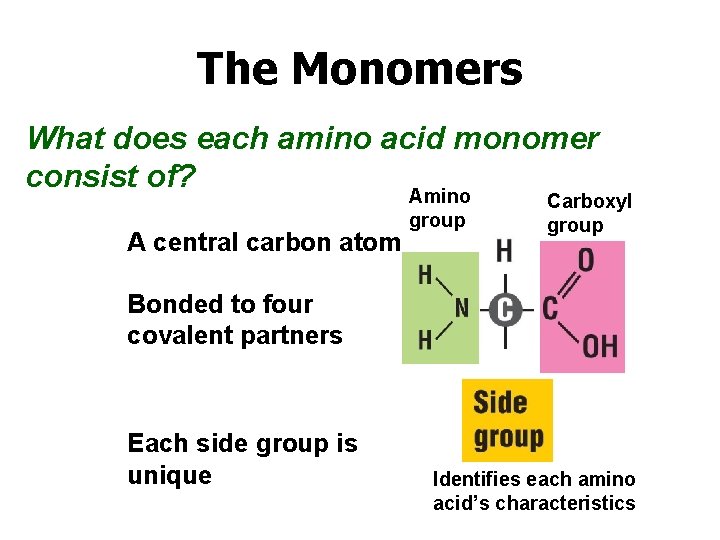The Monomers What does each amino acid monomer consist of? Amino A central carbon