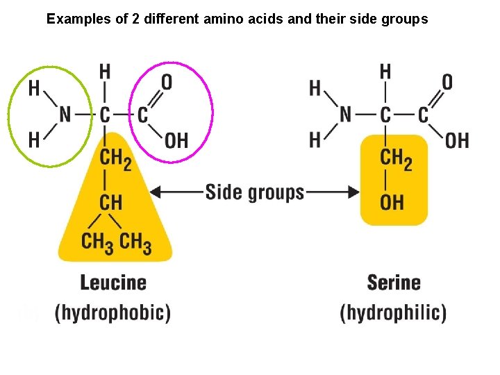 Examples of 2 different amino acids and their side groups 