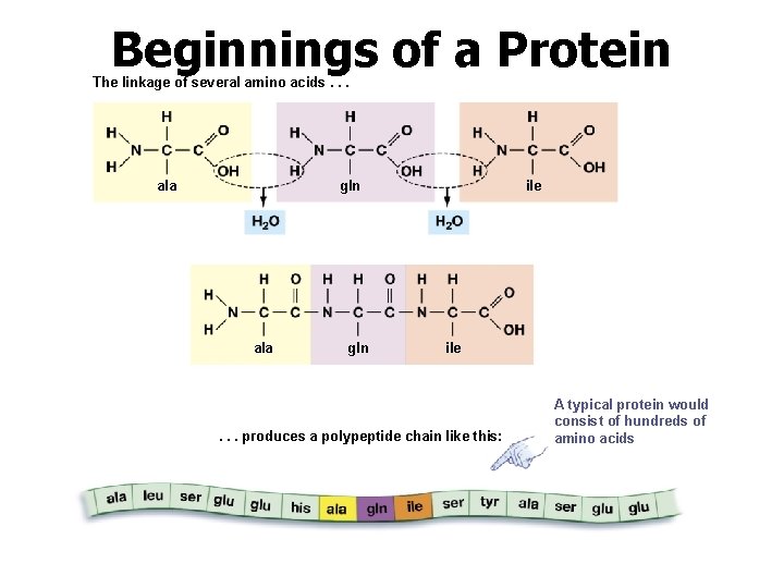 Beginnings of a Protein The linkage of several amino acids. . . ala gln
