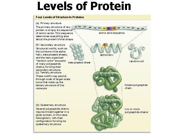 Levels of Protein Structure Four Levels of Structure In Proteins (a) Primary structure The