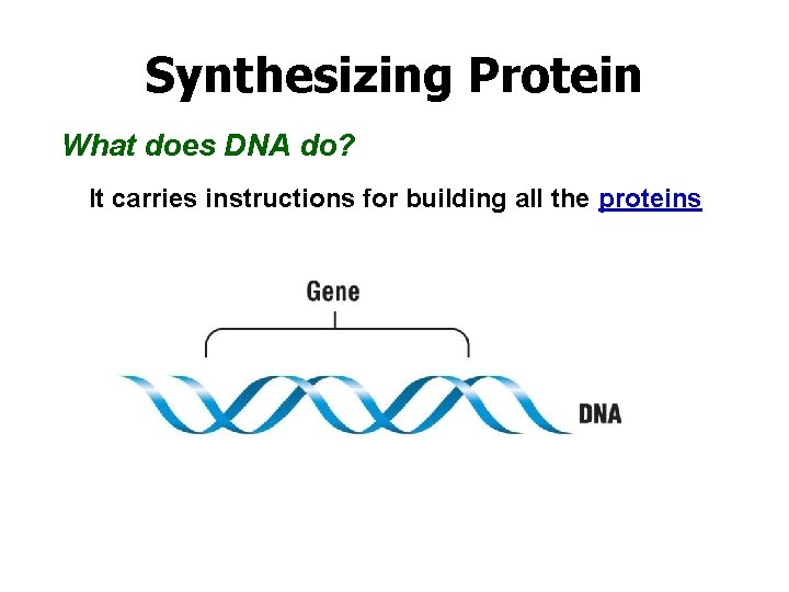 Synthesizing Protein What does DNA do? It carries instructions for building all the proteins
