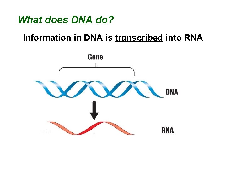 What does DNA do? Information in DNA is transcribed into RNA 