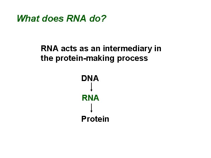 What does RNA do? RNA acts as an intermediary in the protein-making process DNA