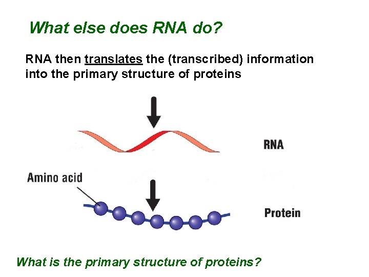 What else does RNA do? RNA then translates the (transcribed) information into the primary
