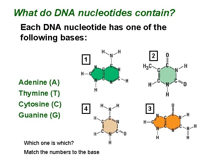 What do DNA nucleotides contain? Each DNA nucleotide has one of the following bases: