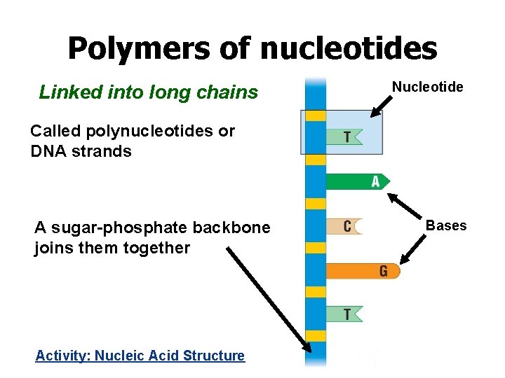 Polymers of nucleotides Linked into long chains Nucleotide Called polynucleotides or DNA strands A