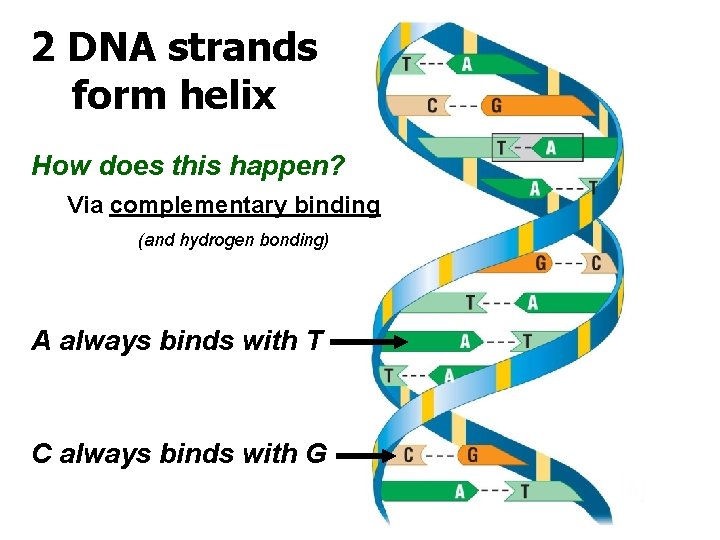 2 DNA strands form helix How does this happen? Via complementary binding (and hydrogen