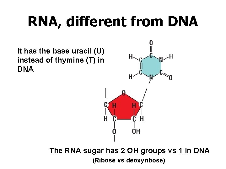 RNA, different from DNA It has the base uracil (U) instead of thymine (T)