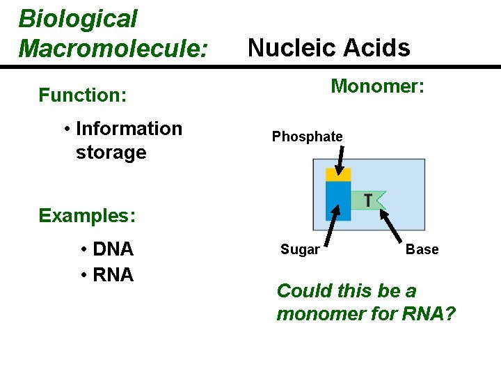 Biological Macromolecule: Nucleic Acids Monomer: Function: • Information storage Phosphate Examples: • DNA •