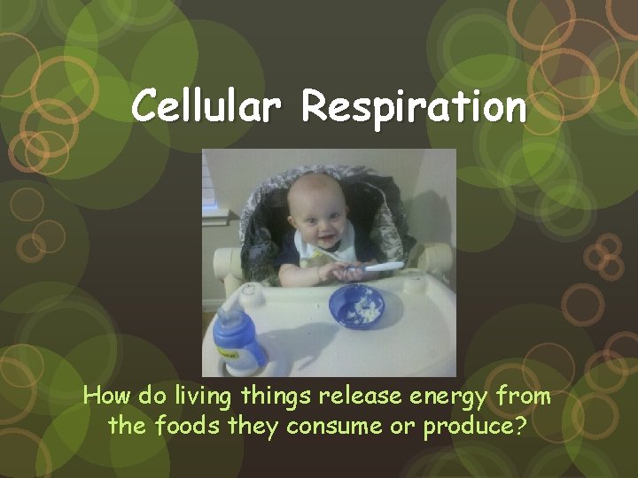 Cellular Respiration How do living things release energy from the foods they consume or