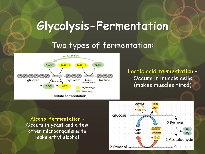 Glycolysis-Fermentation Two types of fermentation: Lactic acid fermentation – Occurs in muscle cells (makes Glycolysis-Fermentation Two types of fermentation: Lactic acid fermentation – Occurs in muscle cells (makes