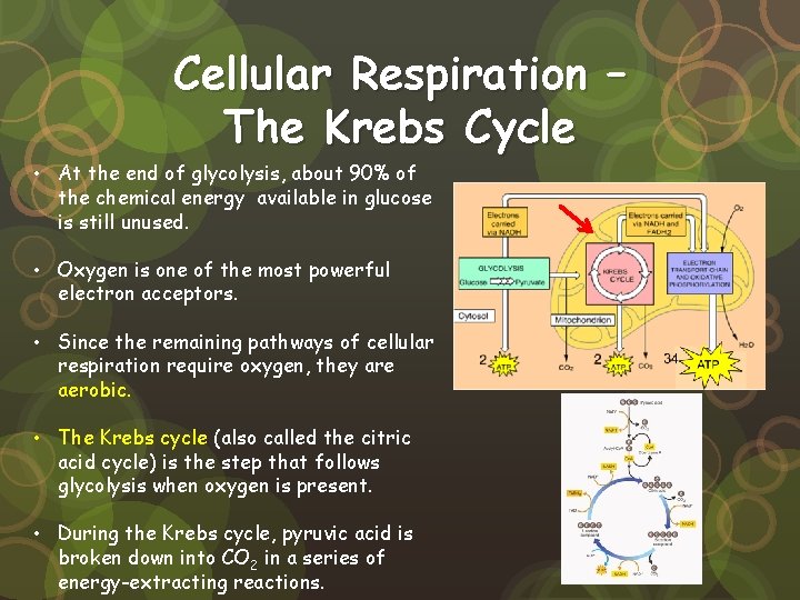 Cellular Respiration – The Krebs Cycle • At the end of glycolysis, about 90%