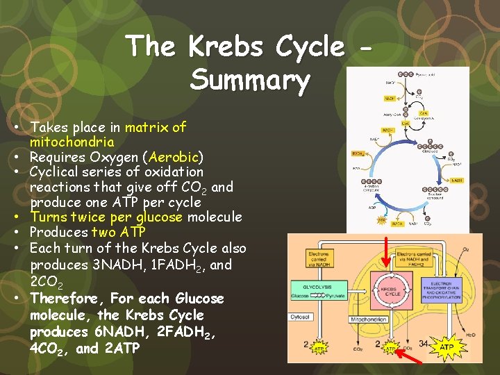 The Krebs Cycle Summary • Takes place in matrix of mitochondria • Requires Oxygen