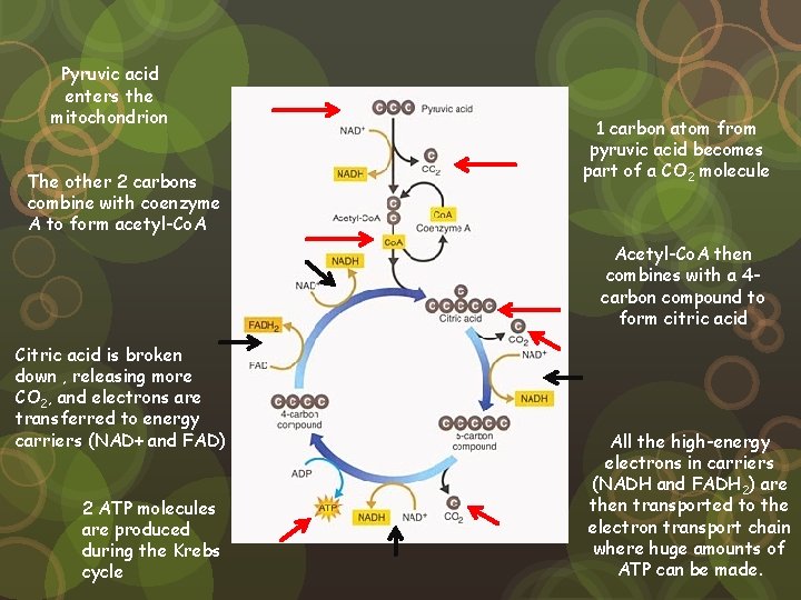 Pyruvic acid enters the mitochondrion The other 2 carbons combine with coenzyme A to Pyruvic acid enters the mitochondrion The other 2 carbons combine with coenzyme A to