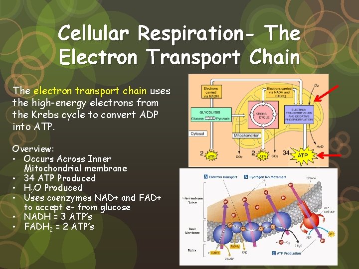 Cellular Respiration- The Electron Transport Chain The electron transport chain uses the high-energy electrons Cellular Respiration- The Electron Transport Chain The electron transport chain uses the high-energy electrons