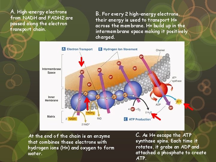 A. High-energy electrons from NADH and FADH 2 are passed along the electron transport