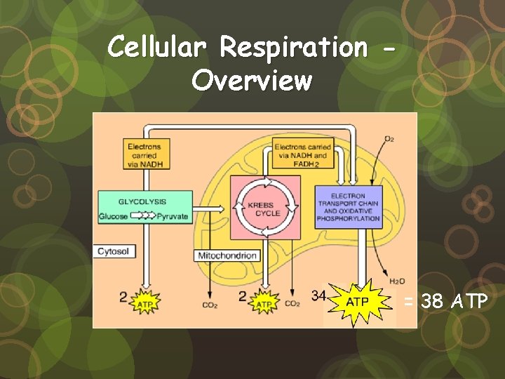 Cellular Respiration Overview = 38 ATP 