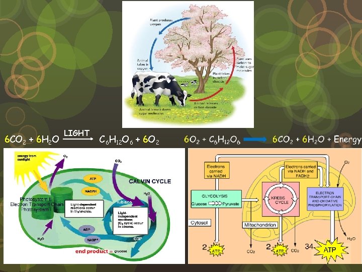 6 CO 2 + 6 H 2 O LIGHT C 6 H 12 O 6 CO 2 + 6 H 2 O LIGHT C 6 H 12 O