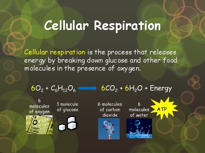 Cellular Respiration Cellular respiration is the process that releases energy by breaking down glucose Cellular Respiration Cellular respiration is the process that releases energy by breaking down glucose
