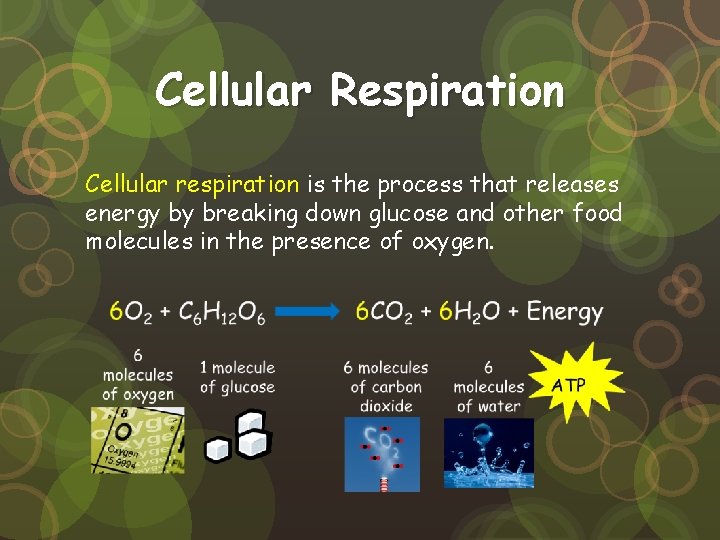 Cellular Respiration Cellular respiration is the process that releases energy by breaking down glucose