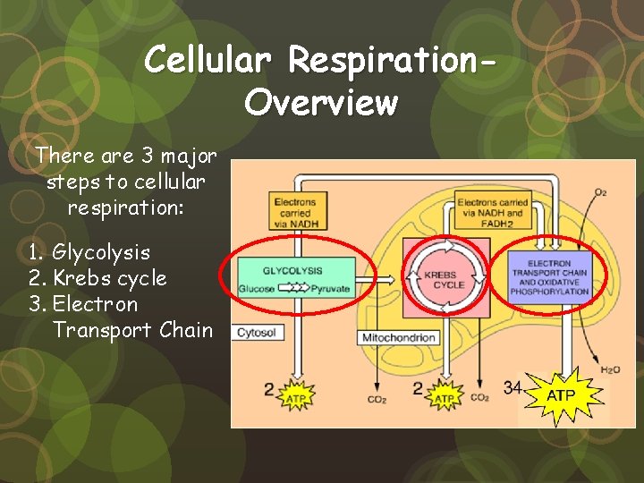 Cellular Respiration. Overview There are 3 major steps to cellular respiration: 1. Glycolysis 2.