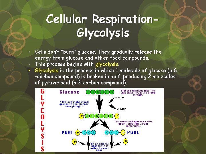 Cellular Respiration. Glycolysis • Cells don’t “burn” glucose. They gradually release the energy from Cellular Respiration. Glycolysis • Cells don’t “burn” glucose. They gradually release the energy from