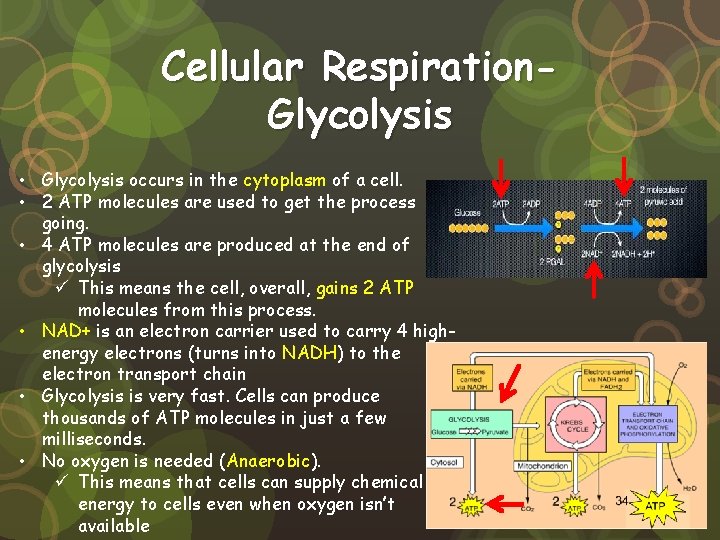 Cellular Respiration. Glycolysis • Glycolysis occurs in the cytoplasm of a cell. • 2
