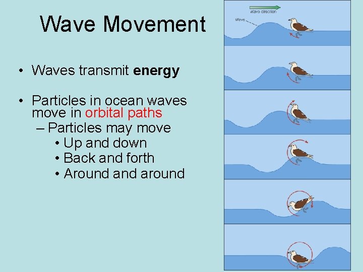 Wave Movement • Waves transmit energy • Particles in ocean waves move in orbital